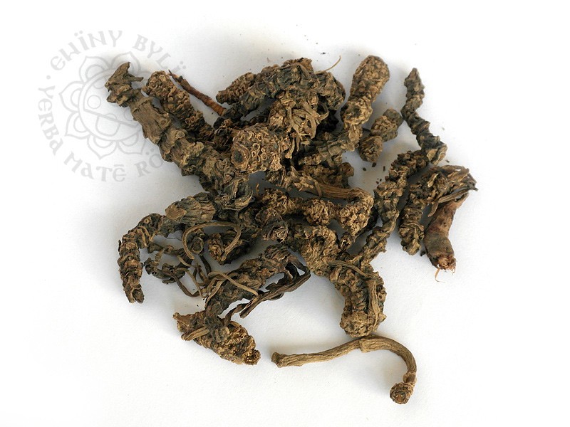 JATAMANSI - Ewiny Byliny