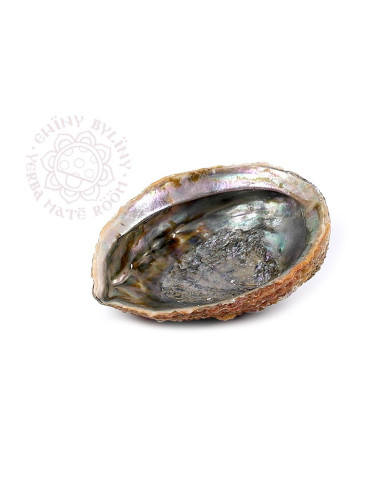 ABALONE mušle malá bez stojánku 02