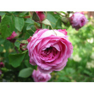 Růže stolistá - bylinné kapky (tinktura) 50 ml