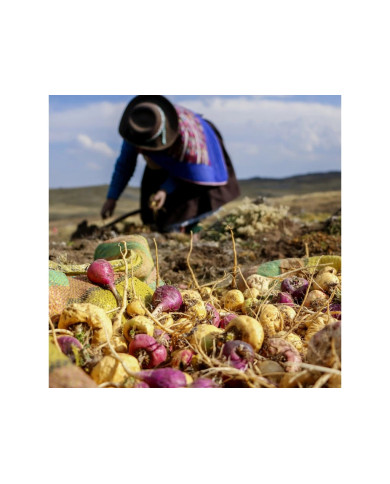 Maka bílá gelatinizovaná - Lepidium meyenii prášek  - maca andina 1kg