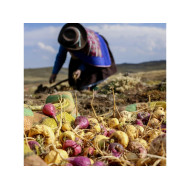 Maka bílá gelatinizovaná - Lepidium meyenii prášek  - maca andina 1kg