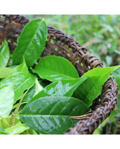 WAYUSA Shayary - jemně mleté fermentované listy 40g