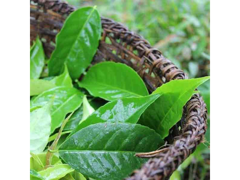 WAYUSA Shayary - jemně mleté fermentované listy 40g