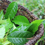 WAYUSA Shayary - jemně mleté fermentované listy 40g