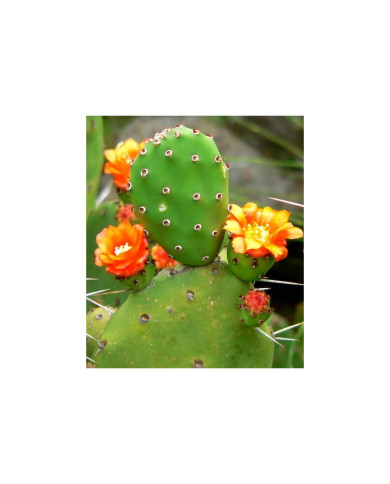 NOPAL FLAX MIX COLON CLEANER 250 G