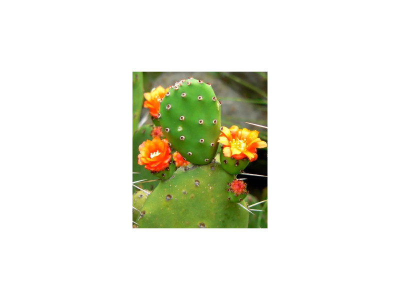 NOPAL FLAX MIX COLON CLEANER 250 G