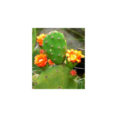 NOPAL FLAX MIX COLON CLEANER 250 G