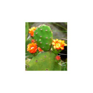 NOPAL FLAX MIX COLON CLEANER 250 G