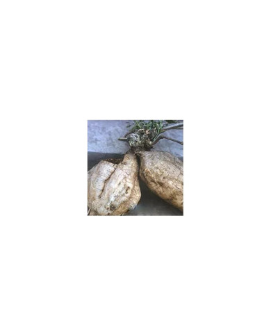 KUDZU ROOT EXTRAKT 80G