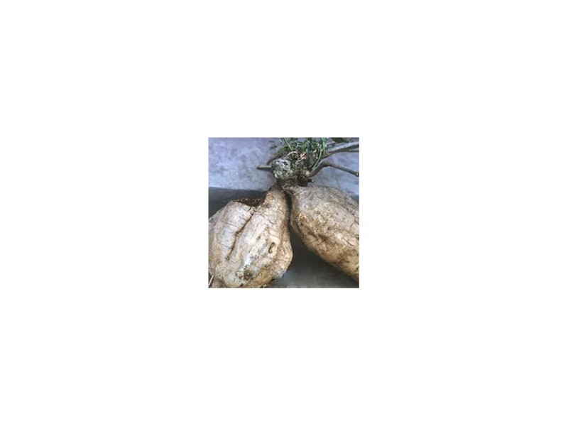 KUDZU ROOT EXTRAKT 80G