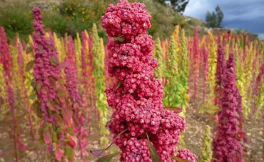 BEZ LEPKU / QUINOA