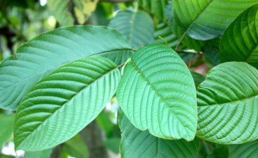 Kratom – kouzelná bylina z jihovýchodní Asie