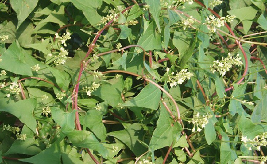 Rdesno mnohokvěté - Polygonum multiflorum Rdesno mnohokvěté - Polygonum multiflorum